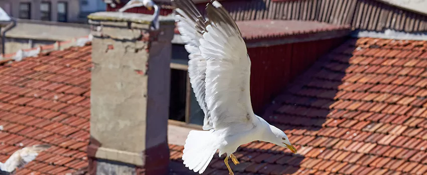 Residential Chimney Animal Removal Solution in Palm Valley, FL